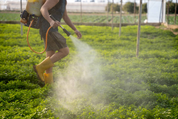 Best Ant Control Services  in Bridgeton, MO