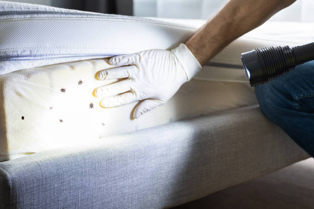  Bridgeton, MO Pest Control Pros