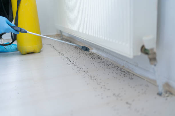Best Rat Extermination Near Me  in Bridgeton, MO